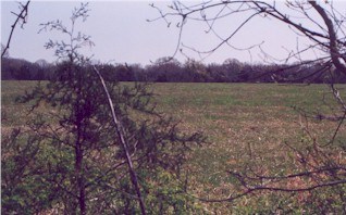 View of Clemmon's Field from the Federal battleline.