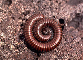 millipede desert coiled texas insects dark garden legged tiny millipedes west arachnids creatures many nature cactus ornate variety