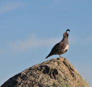 A male Gambel's quail standing on a rock against a blue sky background.