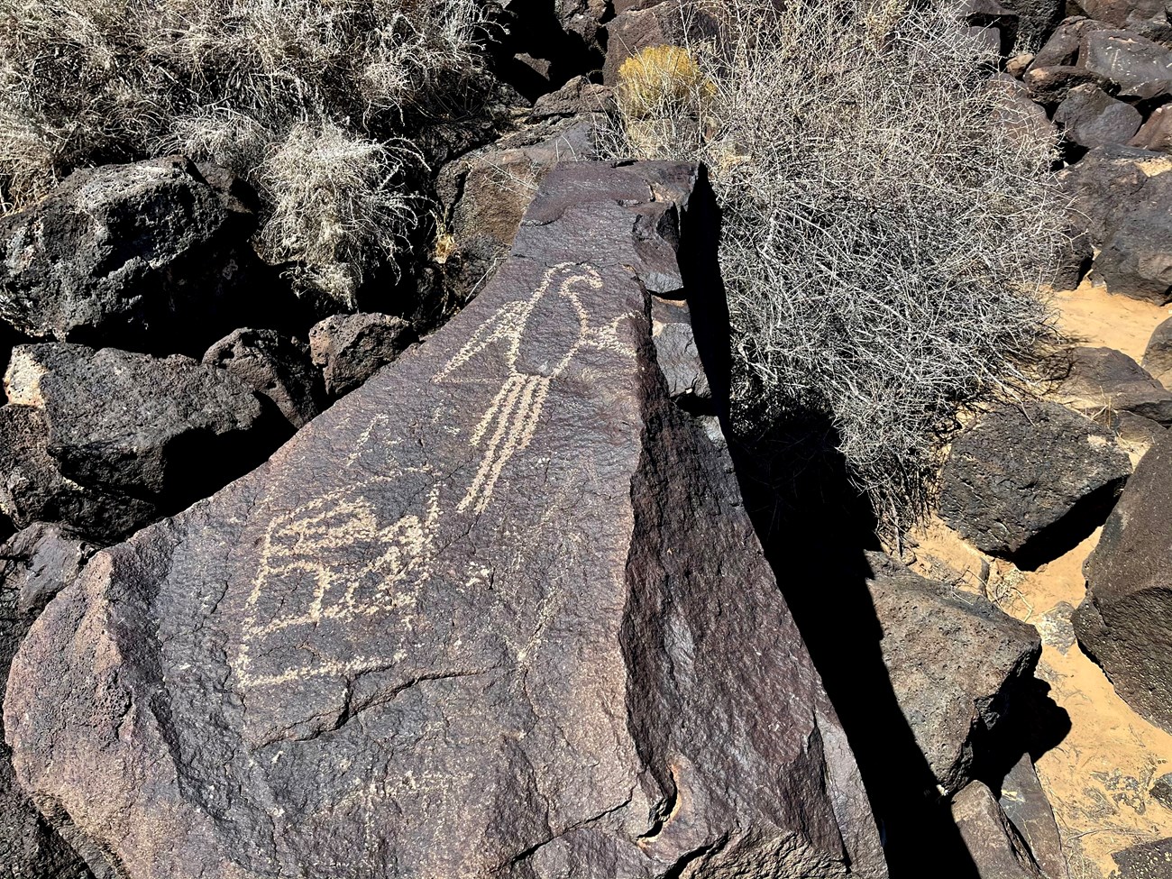 Boca Negra Canyon Trails - Petroglyph National Monument (U.S. National Park  Service)