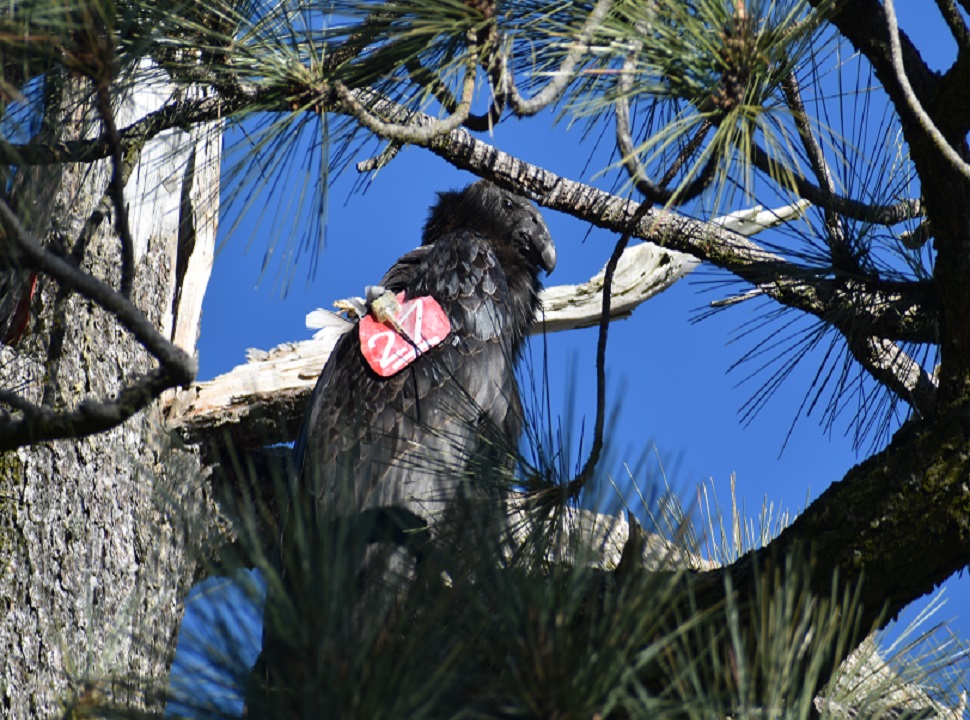 Condors With Red Wing Tags Pinnacles National Park U S National