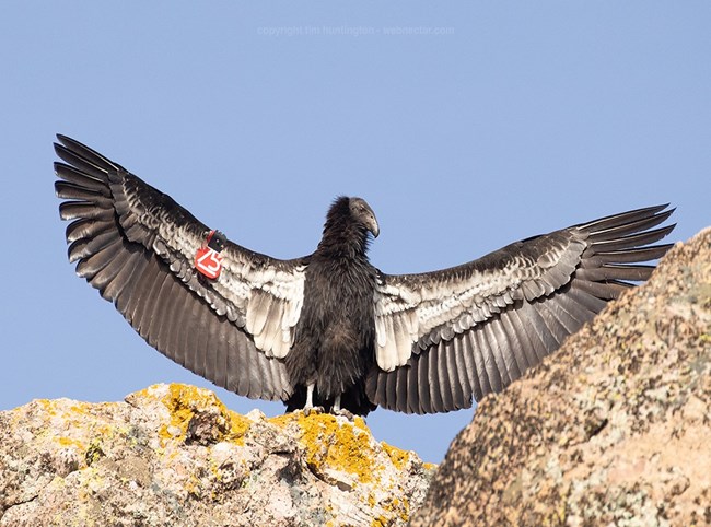 Condor 1175 sunning his wings on a rock