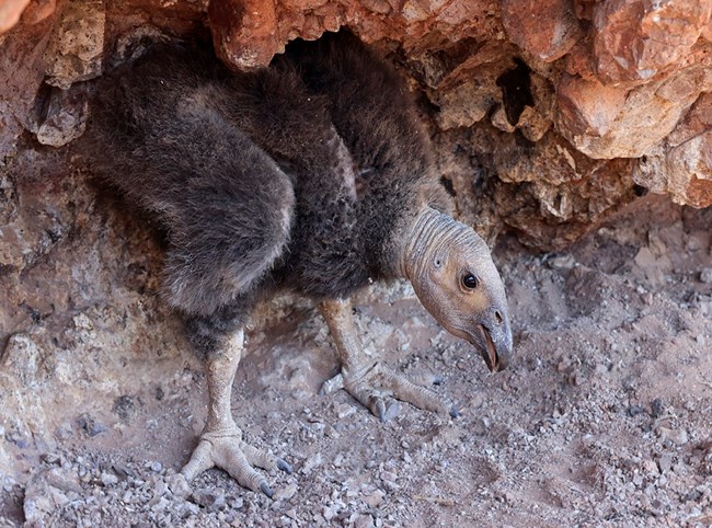 Condor chick 1310 standing in their nest