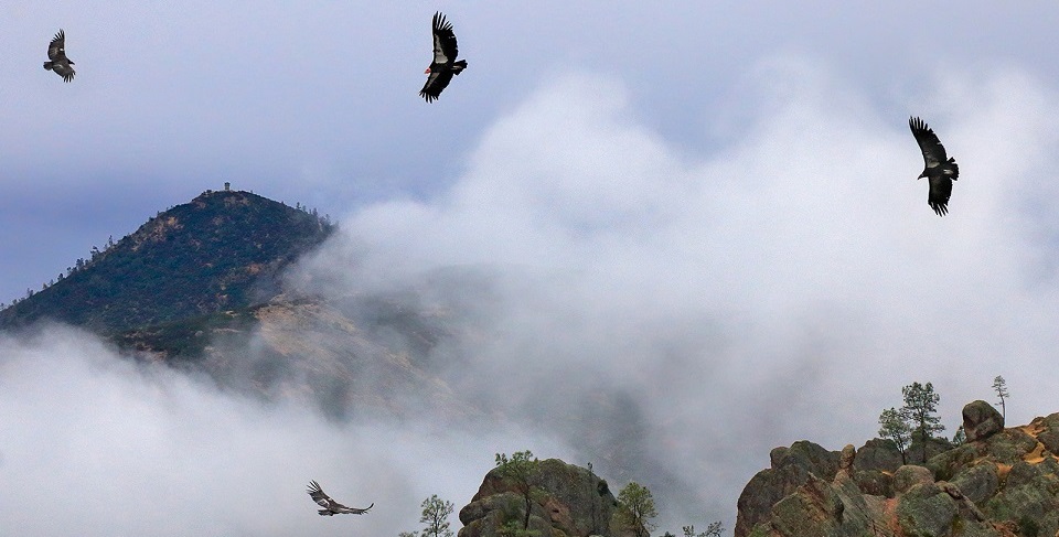 Condor Memorial - Pinnacles National Park (U.S. National Park Service)