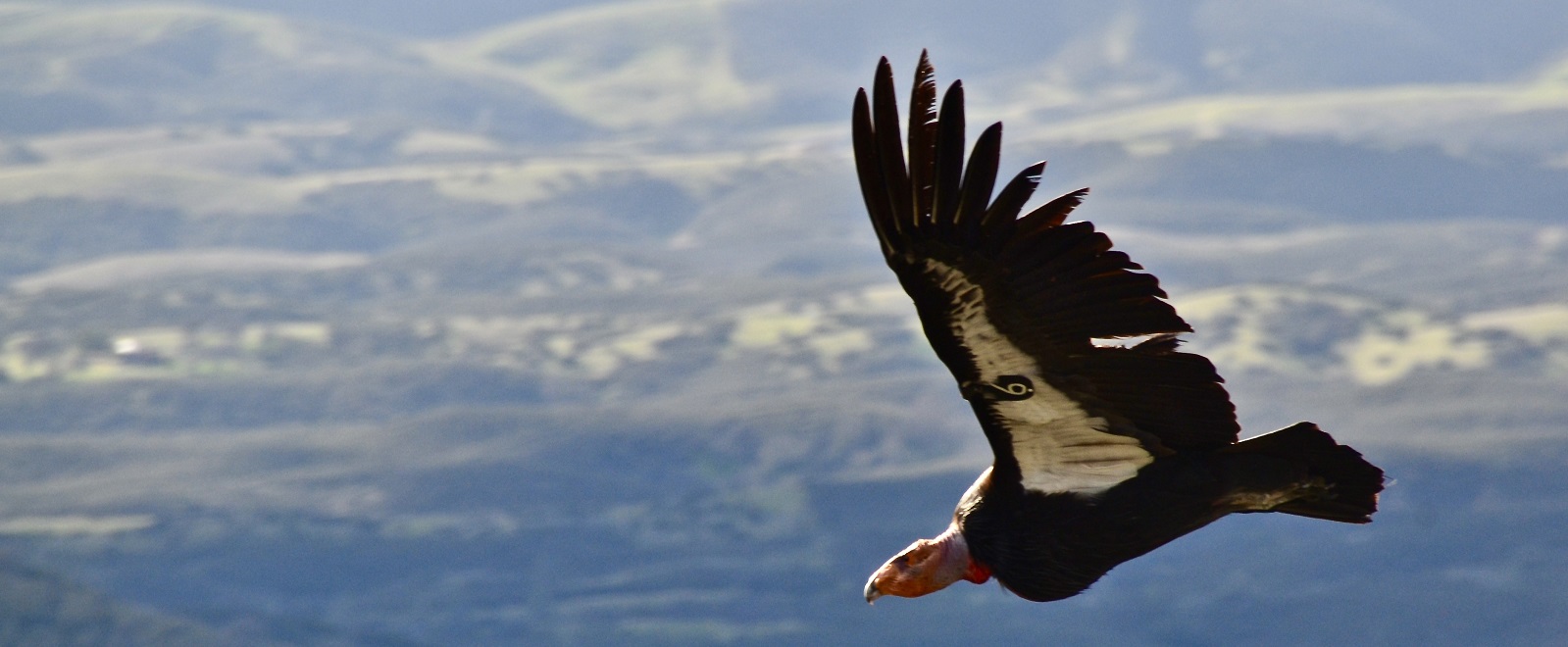 Condor Viewing Tips Pinnacles National Park U S National Park Service