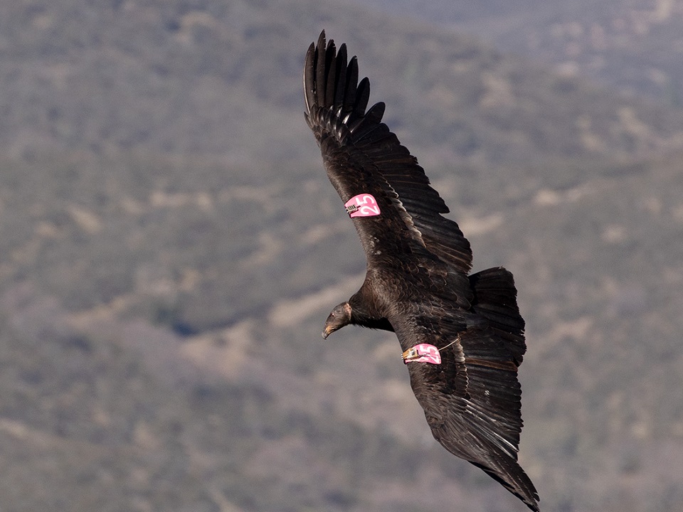 Condors With Pink Tags Pinnacles National Park Us National Park Service 