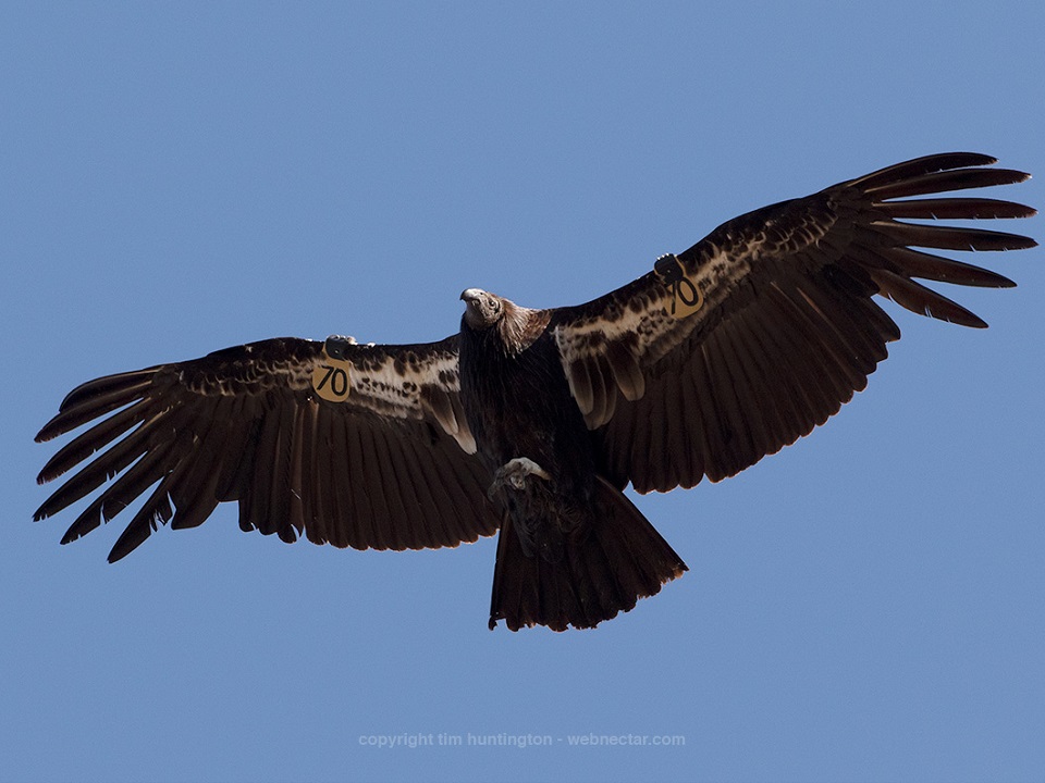 Condors with Tan Tags - Pinnacles National Park (U.S. National Park ...