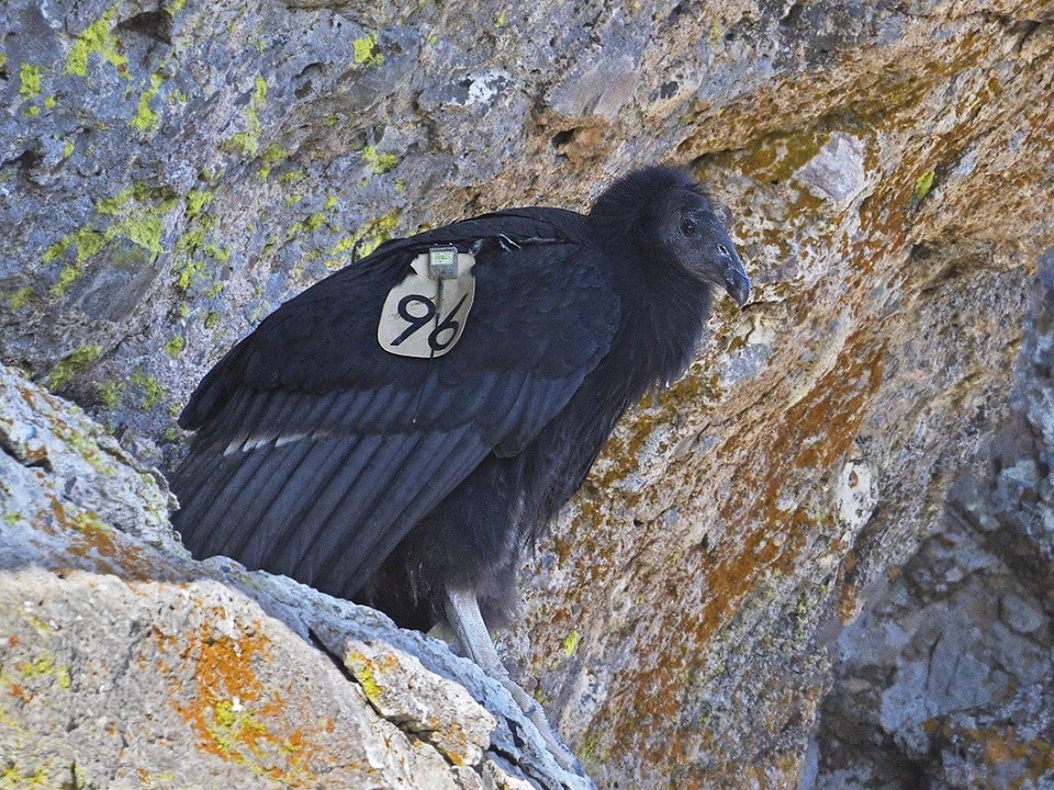 Condors With Tan Tags Pinnacles National Park Us National Park Service 