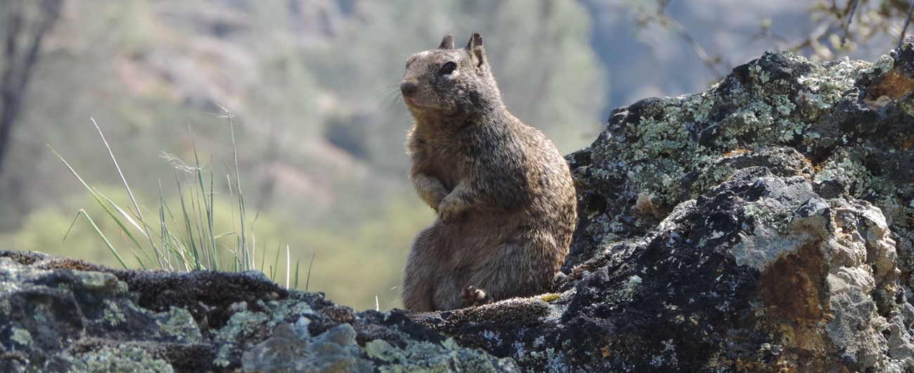 A ground squirrel sits on a lichen-covered rock