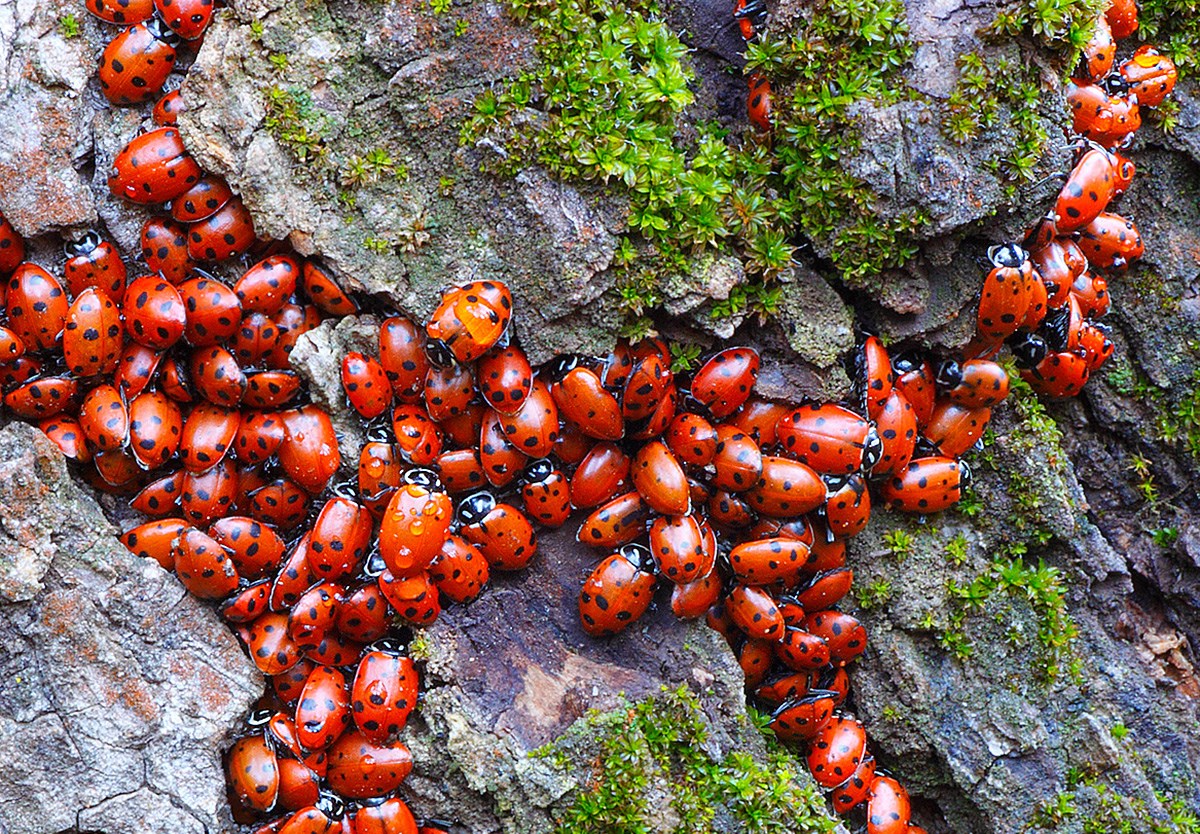 Ladybugs - Pinnacles National Park (U.S. National Park Service)