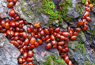 Ladybugs Pinnacles National Park U S National Park Service 