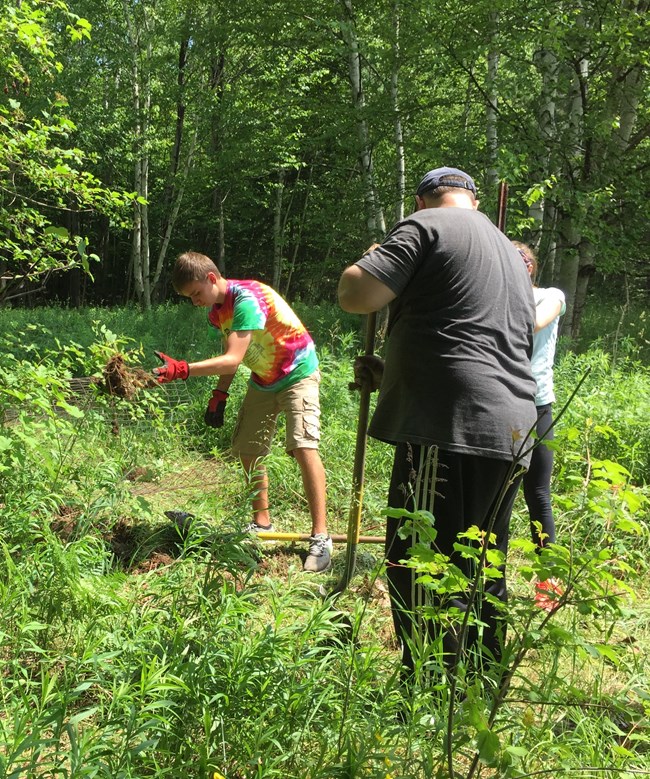 Three people removing non-native plants