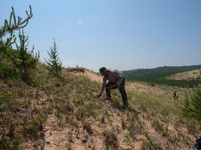 A person leans over, pulling weeds, in sand dunes.