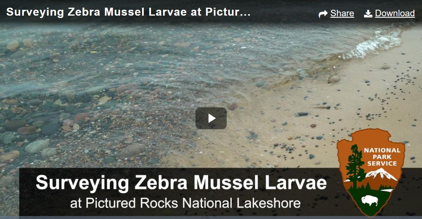 https://www.nps.gov/piro/learn/nature/images/Zebra-Mussel-video.JPG