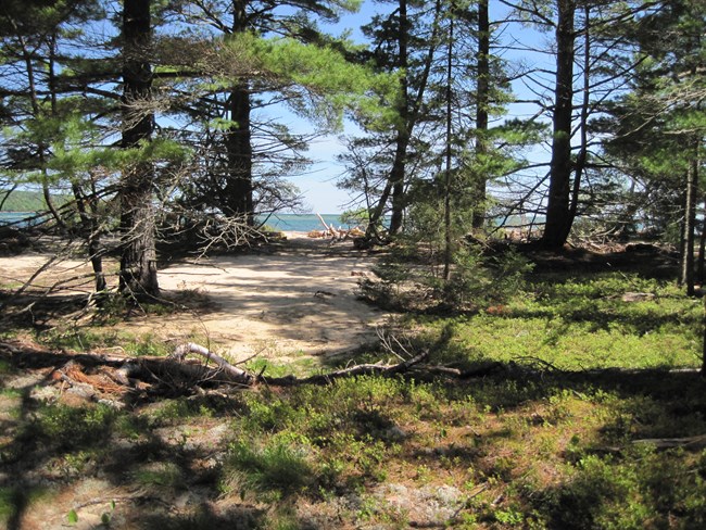 Tall pines growing in a sandy spot with a beach ahead and Lake Superior in the distance.