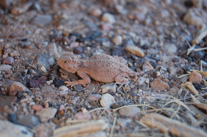 Reptile Scutes and Scales, Animal Science for Kids