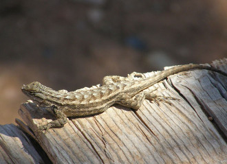 The Small Window When A Lizard Outproduces Any Other Lure… 