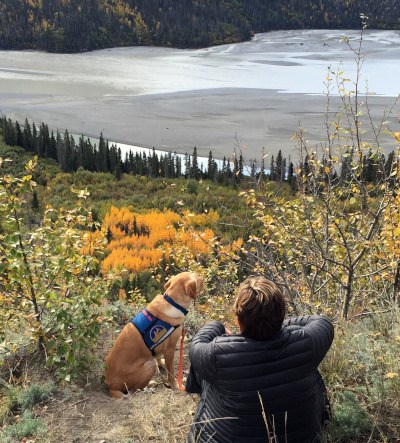 Are Dogs Allowed In Yellowstone National Park?  