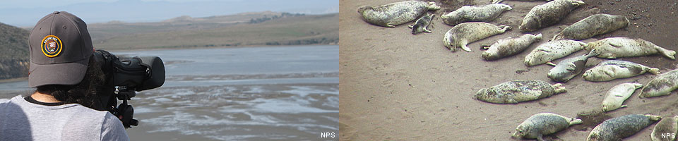 Harbor Seal Monitoring in the San Francisco Bay Area (U.S. National Park  Service)