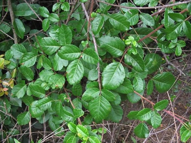 A shrub with lobed green leaves growing in groups of three