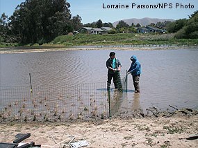Marin Conservation Corps crew installing exclosures around freshwater marsh plants in Tomasini Triangle marsh.