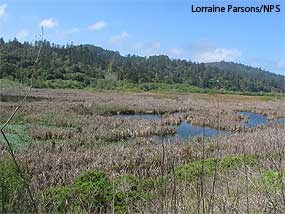 Olema Marsh, located just south of Giacomini Ranch and owned by the Park Service and Audubon Canyon Ranch.