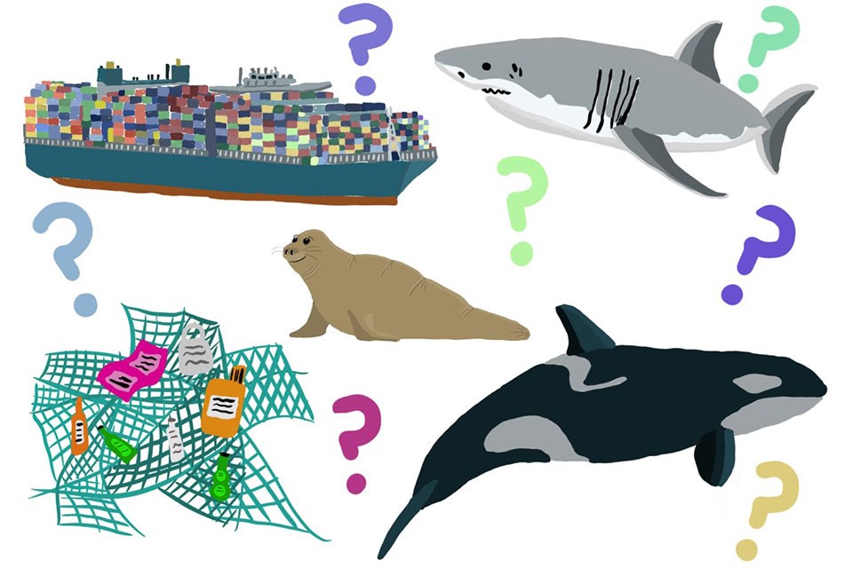 A cartoon of an adult female northern elephant seal surrounded by a cargo ship, great white shark, fishing gear & marine debris, an orca, and question marks.