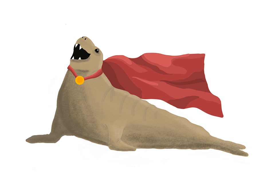 A cartoon of an adult female northern elephant seal posing proudly with a red cape that billows behind her.