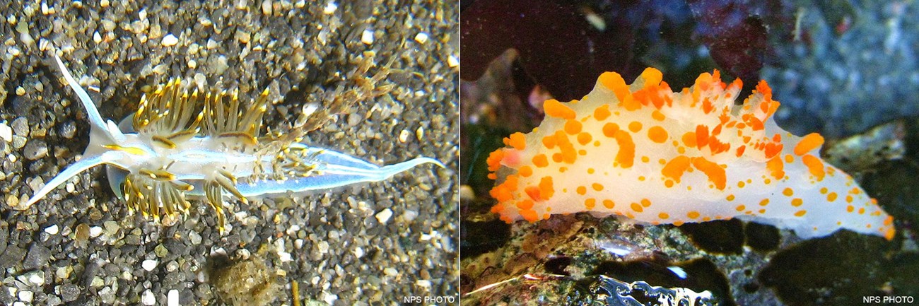 Two photos of nudibranchs. The aeolid nudibranch on the left has a light blue and yellow body with many yellowish-brown cerata growing up from its body. The clown nudibranch on the right has a white body with many orange growths on its back.