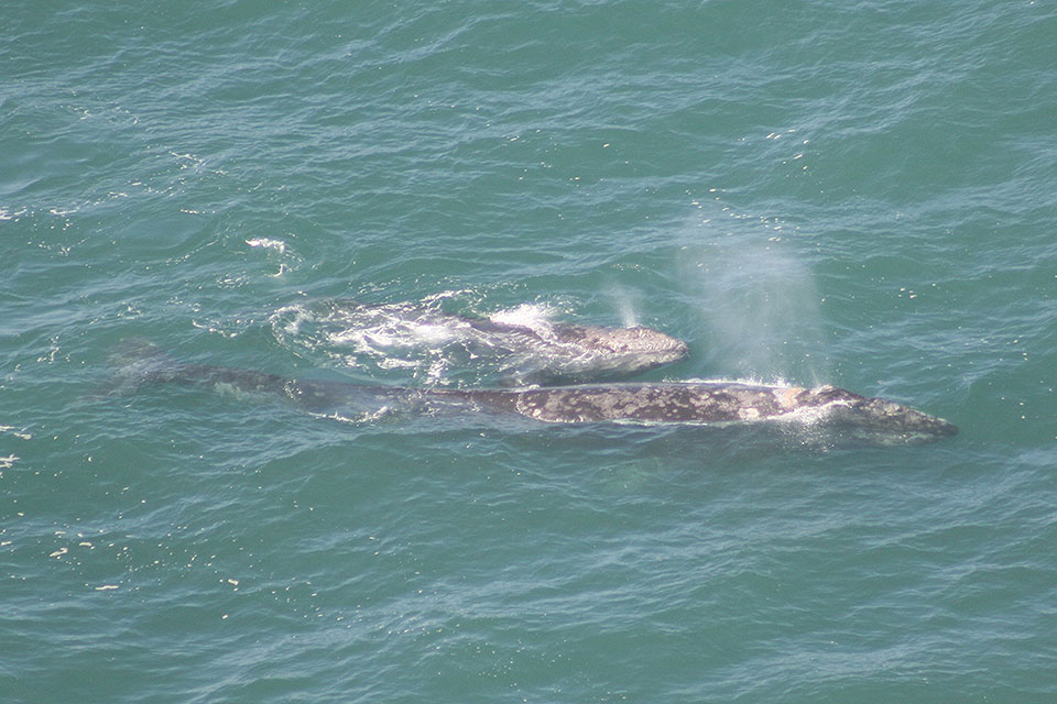 gray whale eating