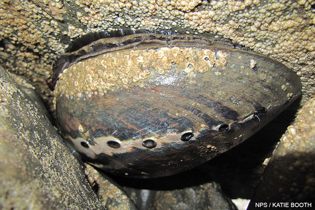 A large marine snail with a smooth, dark-colored, low-profile shell clings upside-down to the underside of an exposed intertidal boulder.