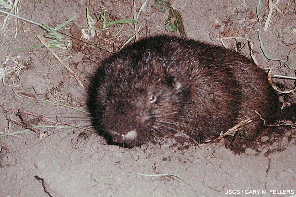 Mountain Beaver - Point Reyes National Seashore (U.S. National Park