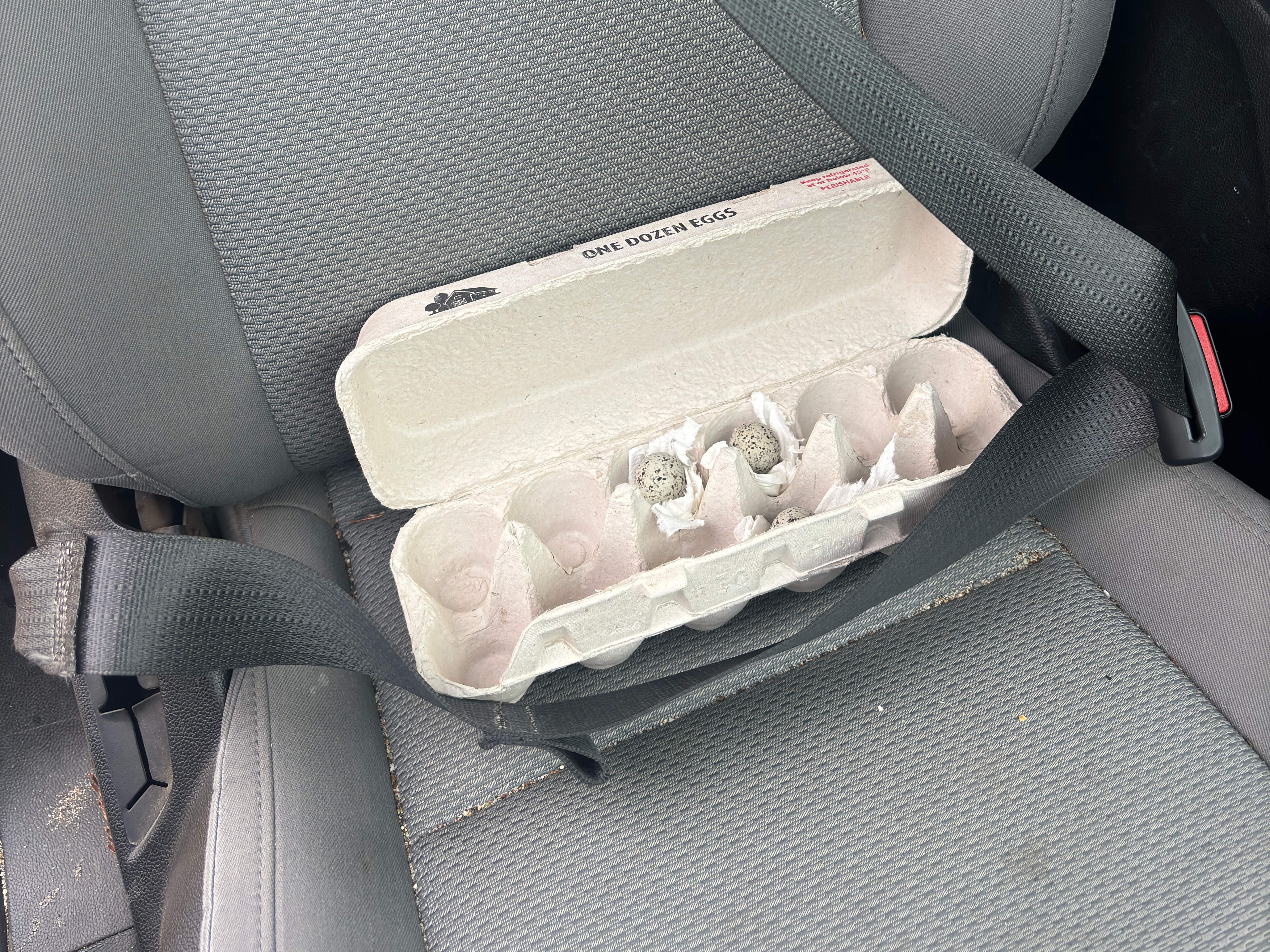 A photo of three small black-speckled, beige-colored eggs in a paperboard egg carton on a car seat.