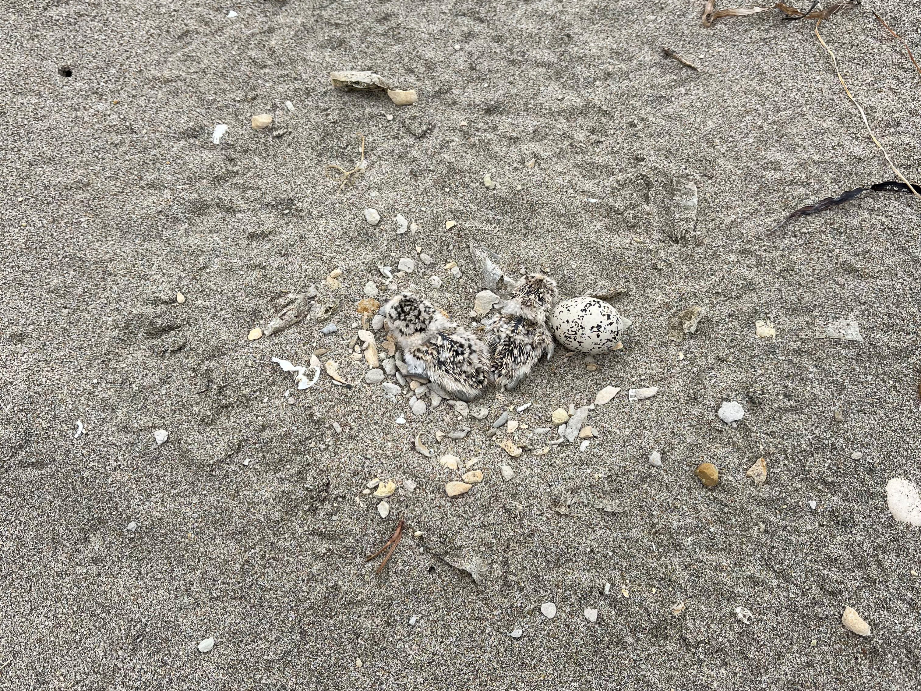 A photo of two small black-speckled, beige-colored, newly-hatched shorebird chicks and a small black-speckled, beige-colored egg sitting on sand among small bits of rocks.