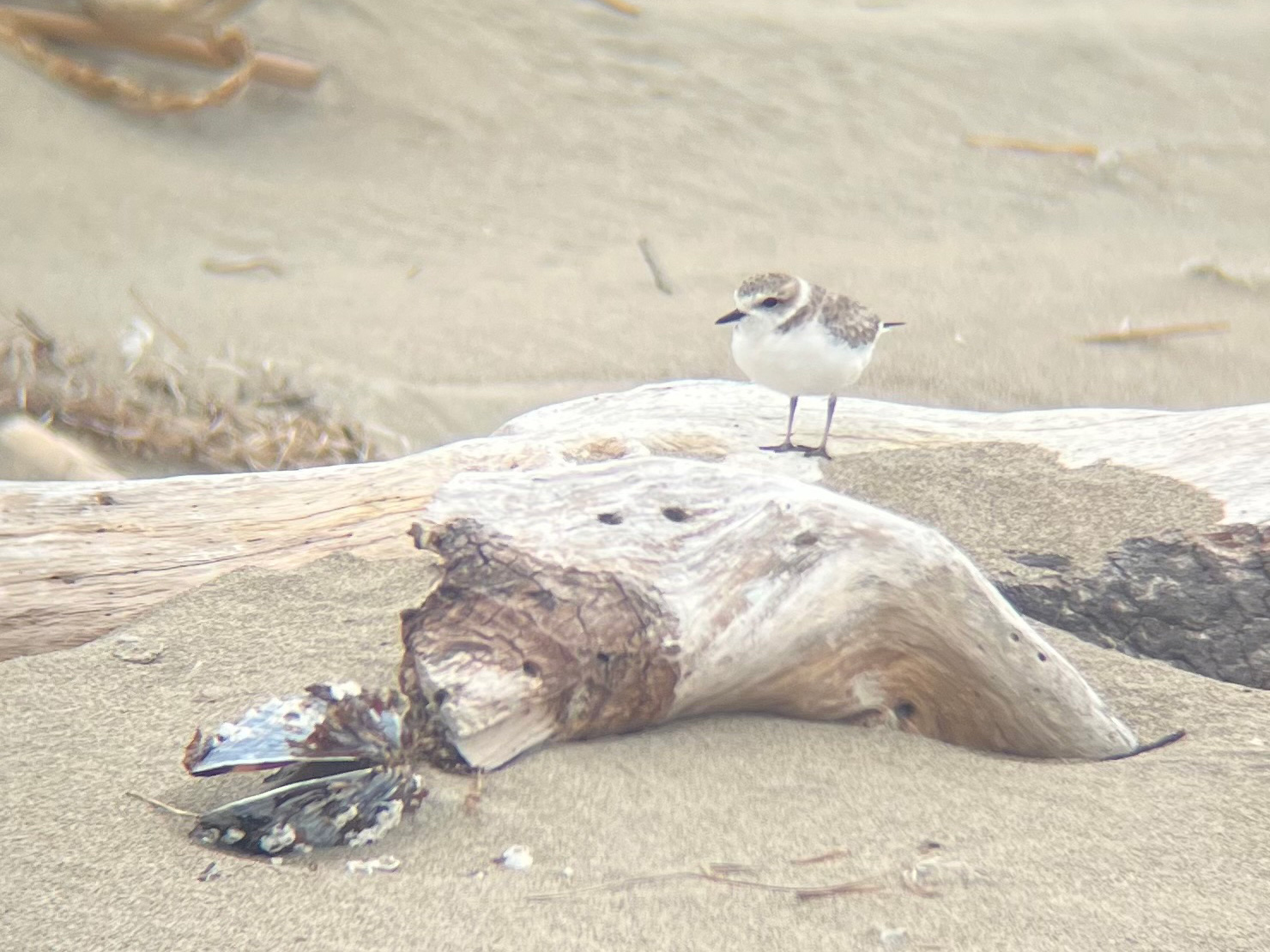 A photo of a small grayish-brown shorebird standing on small log on a sandy beach.
