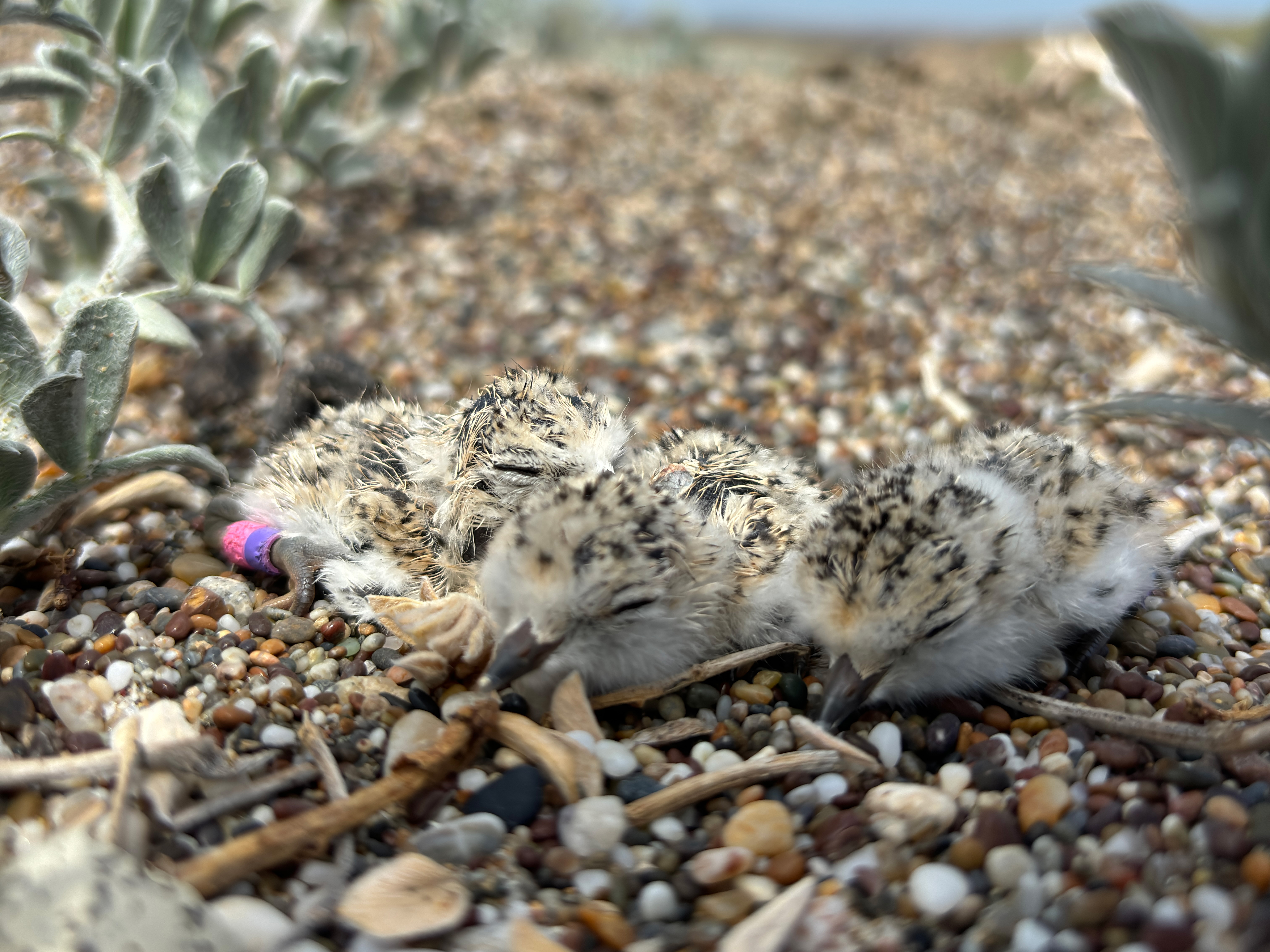 A photo of three small black-speckled, beige-colored, newly-hatched shorebird chicks sitting on sand among small bits of rocks and small grayish-green-leafed plants.
