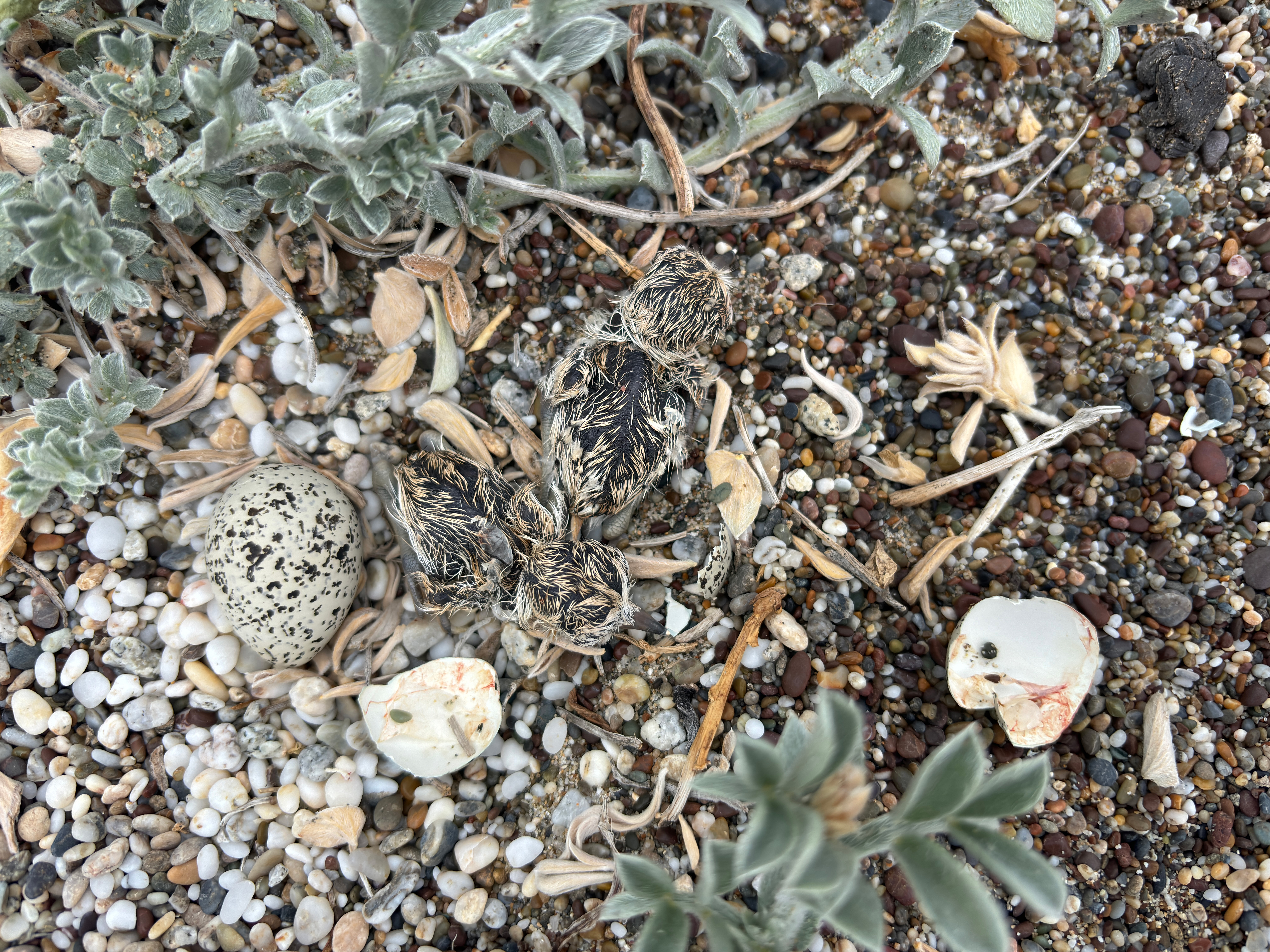 A photo of two small black-speckled, beige-colored, newly-hatched shorebird chicks and a small black-speckled, beige-colored egg sitting on sand among small bits of rocks and small grayish-green-leafed plants.