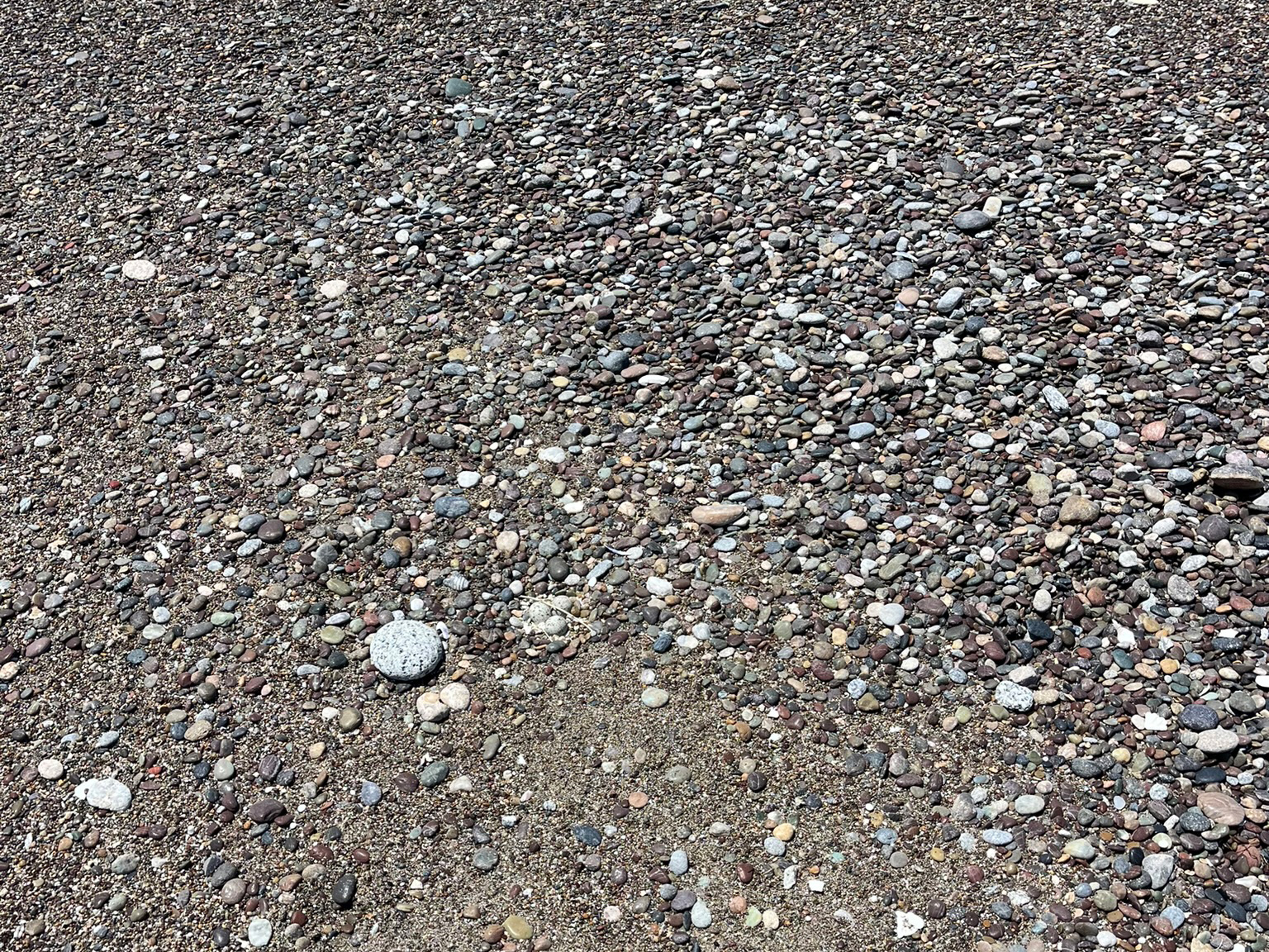 A photo of three small black-speckled, beige-colored eggs amid many large, rounded pebbles on a beach.