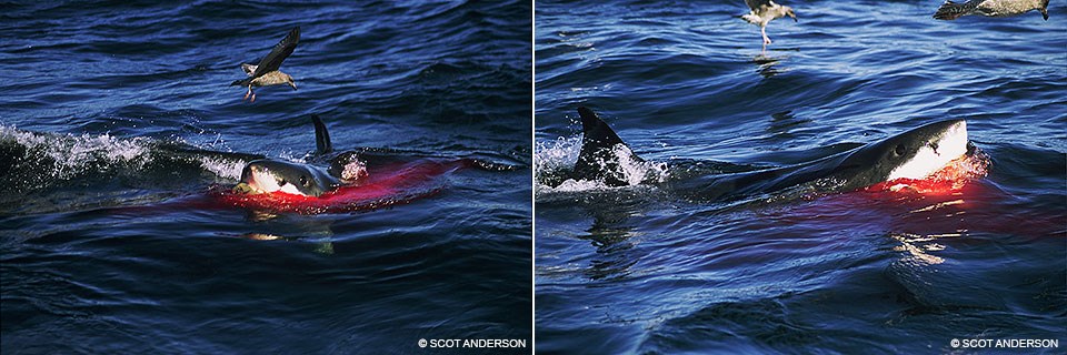 Video: Great White Shark Attacks Juvenile Seal Off Cape Cod