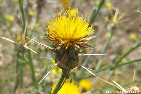 Local business battling invasive species