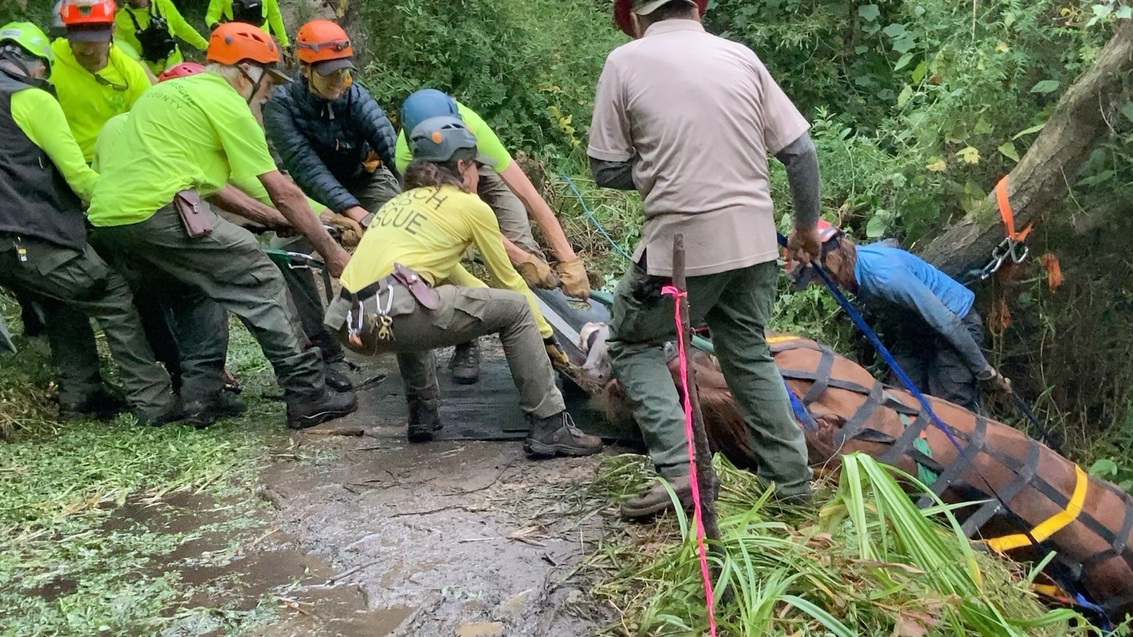 Multiple rescuers in helmets haul a large animal packaged in a sled over the lip of a vegetated trail.