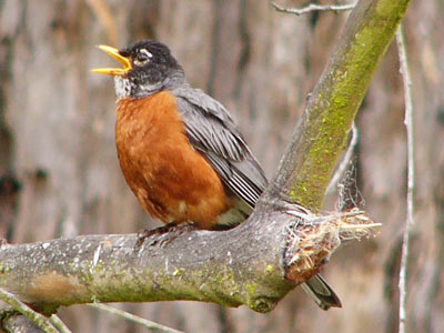 American robin  Smithsonian's National Zoo and Conservation