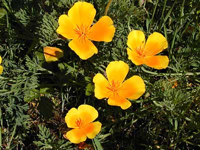 California Poppy Patch - Los Angeles San Francisco Flower CA Badge 2.5