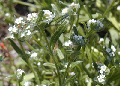 Coast Cryptantha or Popcorn Flower - Presidio of San Francisco