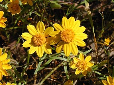 California Goldfields