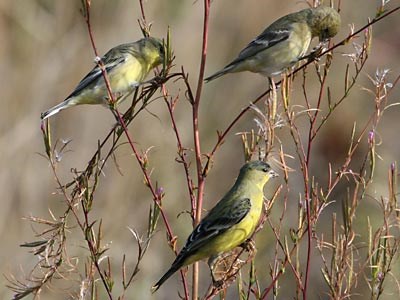 Lesser Goldfinch - Presidio of San Francisco (U.S ...