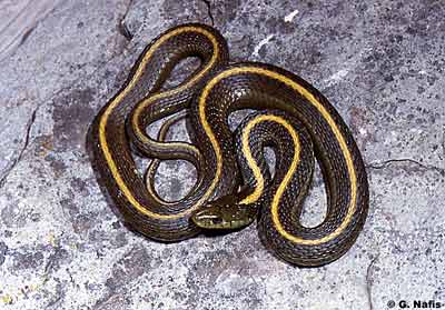 Santa Cruz Garter Snake - Presidio of San Francisco (U.S. National