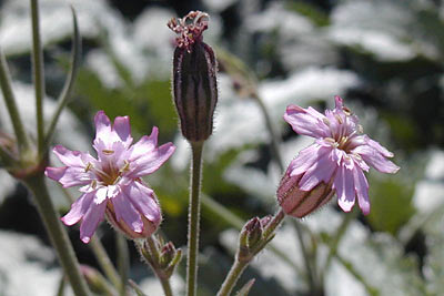 San Francisco Campion