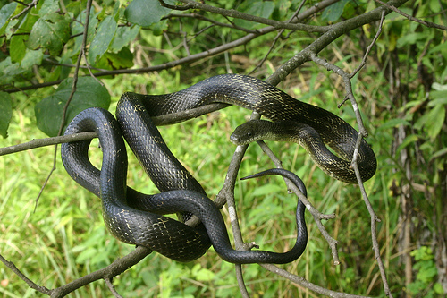 Snakes Prince William Forest Park U S National Park Service