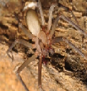Brown-spider.png Brown spider